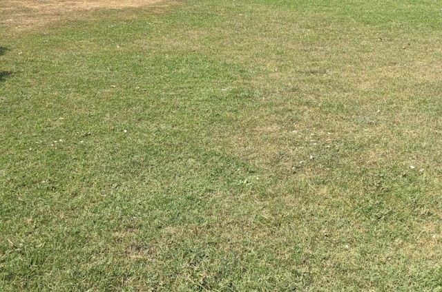 burgas turf management