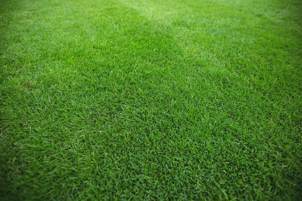 burgas turf management