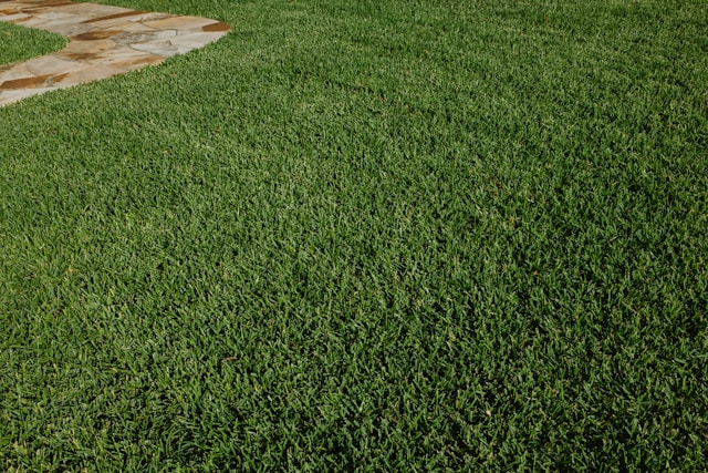 burgas turf management