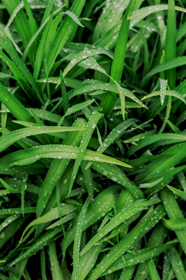 burgas turf management